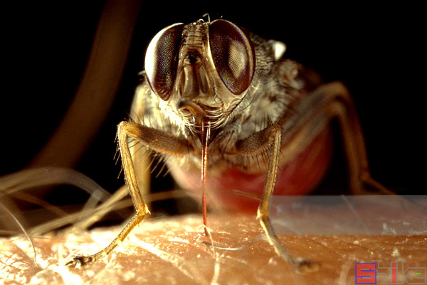 Sbike動植物百科：世界十大最危險的昆蟲排行，堪稱恐怖（上）