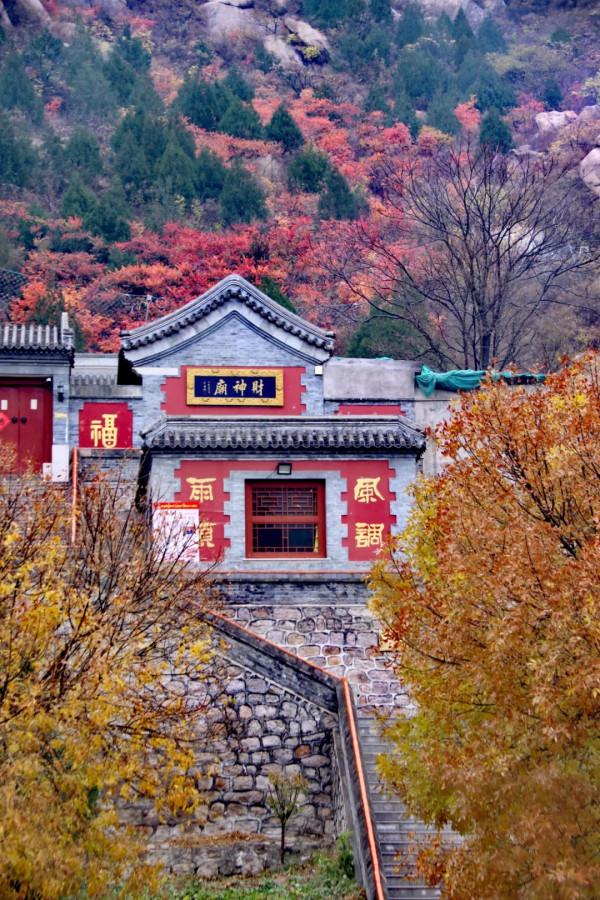 鳳凰嶺彩葉進入最佳觀賞期