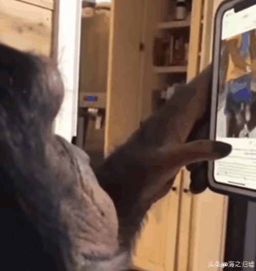 看完這27張圖片才知道，動物們的智商竟然這麼高