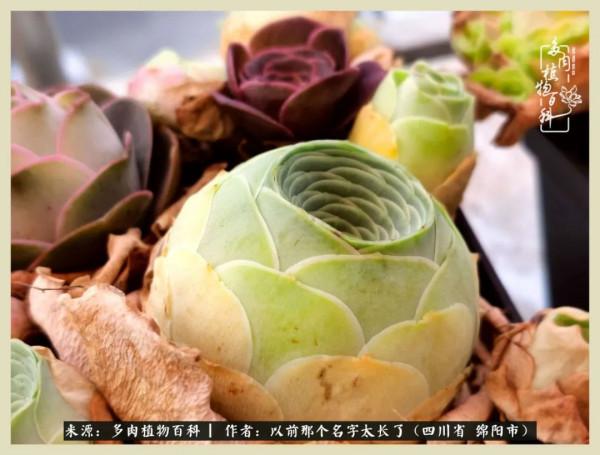 我只在乎你!以愛之名種下玫瑰一片 我只在乎你!以愛之名種下玫瑰一片