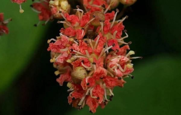 它那一片片橢圓形葉子一朵朵美麗的花兒都在金色的陽光中點頭含笑