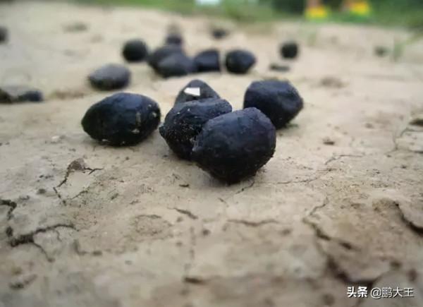 養花換土又髒又麻煩,不如丟下“這2物”,舊土成新土,養啥都行 養花換土又髒又麻煩,不如丟下“這2物”,舊土成新土,養啥都行