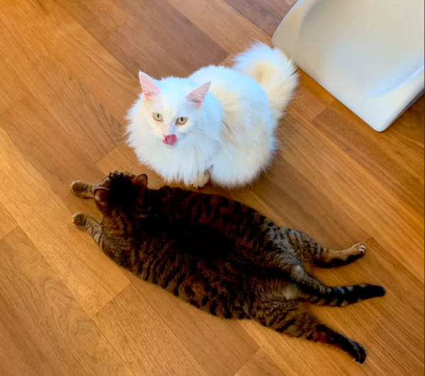 34歲辣媽狂賺2億買9000W豪宅！浴室放庭院、老公帶娃做家務：快樂