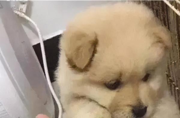 小奶狗半夜偷吃零食被抓住後，開始各種裝可憐，今年的影帝誕生了