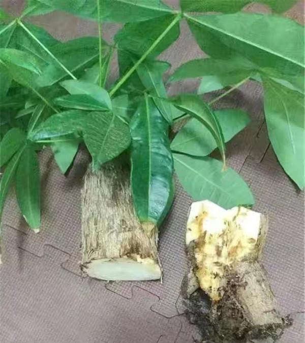 容易因多澆水而死的“18種花”，養不活都是由於手太勤