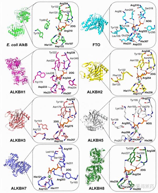 藥物發現│抑制AlkB核酸脫甲基酶:表觀遺傳新靶點 藥物發現│抑制AlkB核酸脫甲基酶:表觀遺傳新靶點