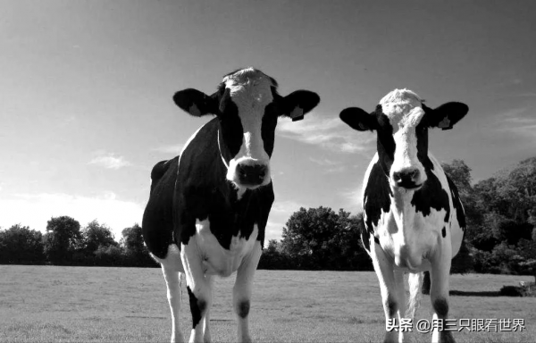 「知青往事」一位知青前輩講述的故事 「知青往事」一位知青前輩講述的故事