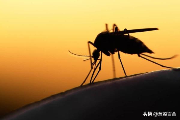 昆蟲被用於戰爭的10種令人震驚的方式