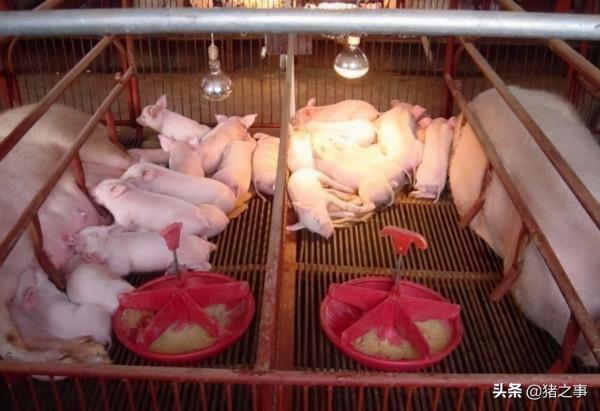 小豬誘食、補料是難題，學會這10招，輕鬆解決小豬吃料難的問題