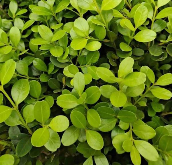 缺德商販，把“綠化草”包裝成“進口花”來賣，上當的人真不少