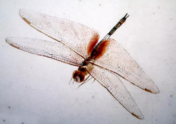 齊白石筆下的飛蟲,精細之極 齊白石筆下的飛蟲,精細之極