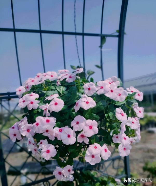 最容易爆花的6種草花,有太陽就開花,陽臺黨必備,趕緊入手 最容易爆花的6種草花,有太陽就開花,陽臺黨必備,趕緊入手