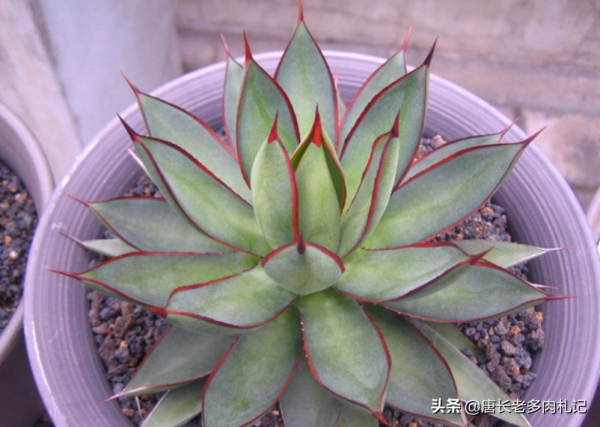 有一種帶紅邊的多肉叫瀧雷,好養到沒話說,我四季都扔在外面露養 有一種帶紅邊的多肉叫瀧雷,好養到沒話說,我四季都扔在外面露養