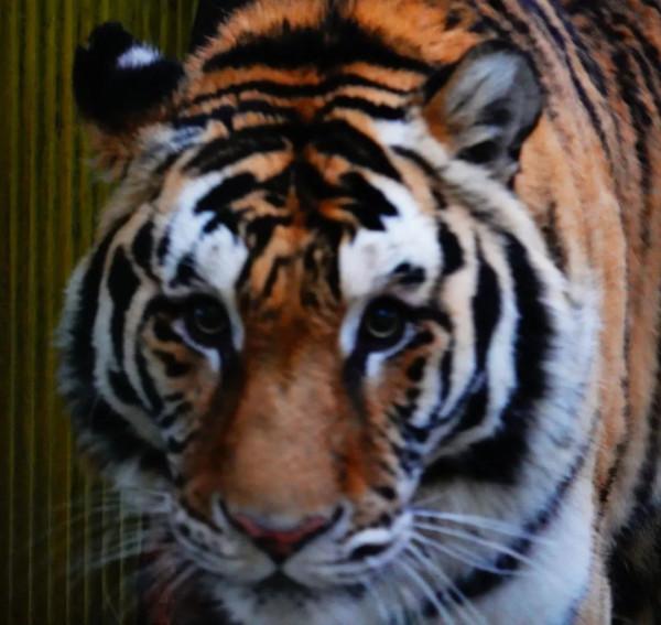 五虎迎春，虎虎生威