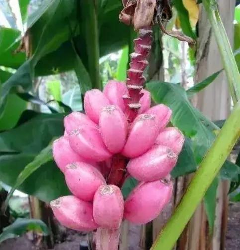 分享圖片&mdash;&mdash;罕見彩色香蕉