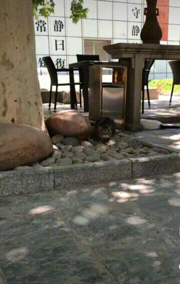 貓不可貌相 腿不可斗量 貓不可貌相 腿不可斗量