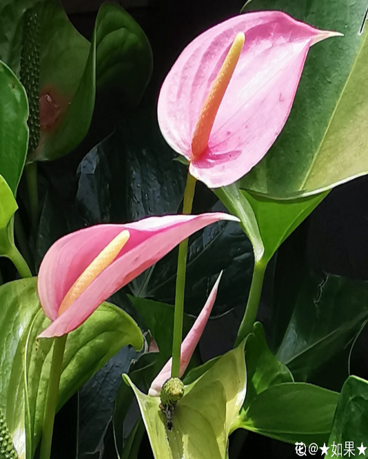 資深花友,還有什麼是你沒種過的?少見家養植物大曝光 資深花友,還有什麼是你沒種過的?少見家養植物大曝光
