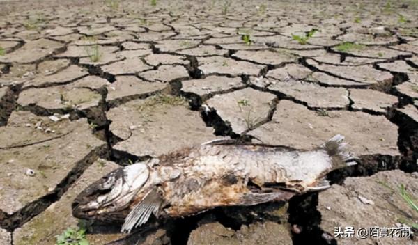 長江斷流是真實的嗎？