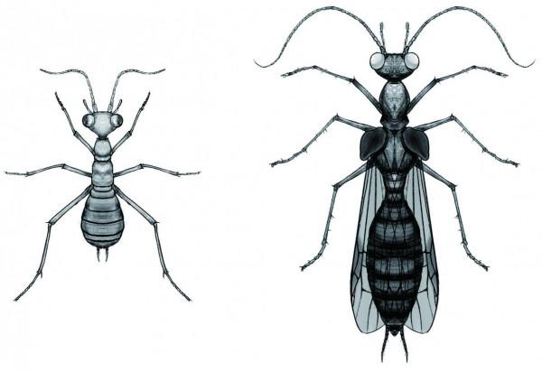 遠古發現丨這種1億年前的昆蟲堪稱“影帝”