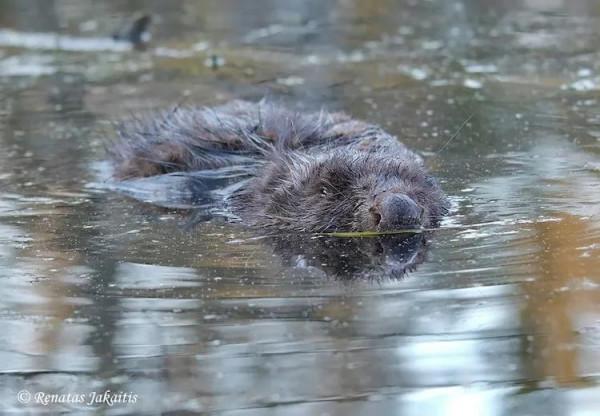 攝影師意外捕捉到&OpenCurlyDoubleQuote;三頭鹿&rdquo;在森林中漫遊的精彩視錯覺