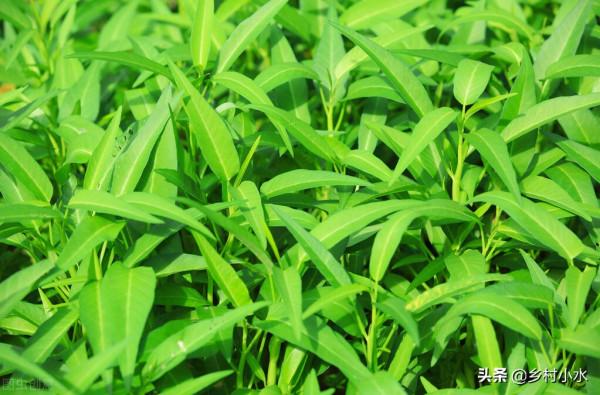 空心菜什麼時候種植？做好下面3點，空心菜出苗快、長勢旺