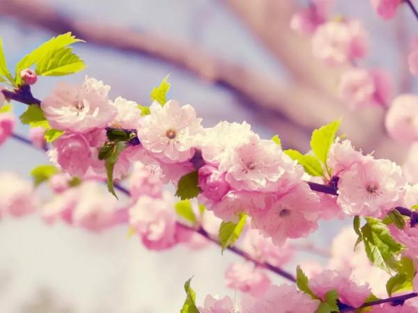 楹聯創作修辭篇之廿六•列錦 楹聯創作修辭篇之廿六•列錦