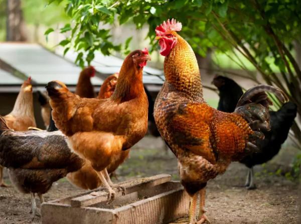 尚堯鐵鍋小公雞，麻辣鮮香，滋味醇厚，越吃越香