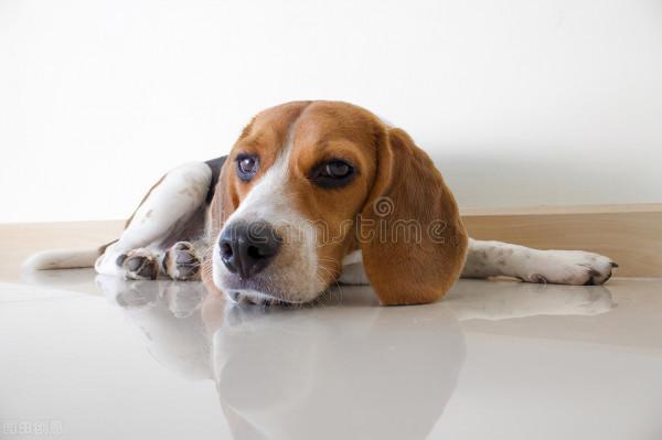 狗狗體內有蟲症狀,常見且明顯的 狗狗體內有蟲症狀,常見且明顯的