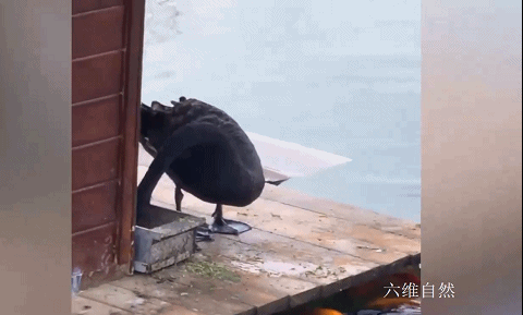 山東一隻黑天鵝銜著飼料,不斷地投餵湖裡的錦鯉,網友:飛鳥與魚 山東一隻黑天鵝銜著飼料,不斷地投餵湖裡的錦鯉,網友:飛鳥與魚