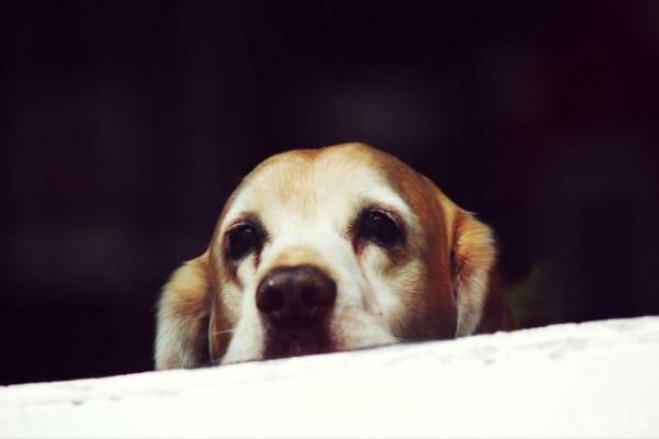 注意！狗子“抑鬱”的7大症狀，主人趕緊幫幫它吧