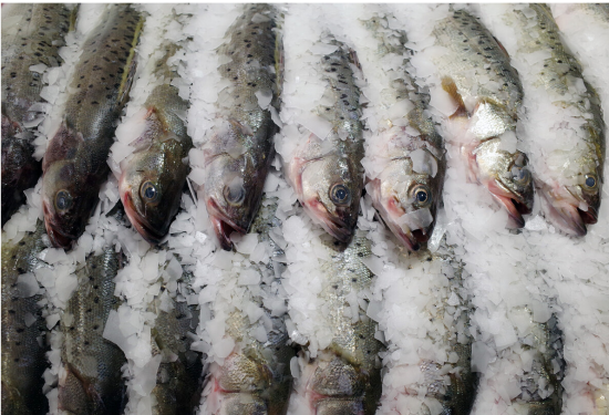 買魚時,懂行的人專買“這5種海魚”,無法人工養殖,看完長知識 買魚時,懂行的人專買“這5種海魚”,無法人工養殖,看完長知識