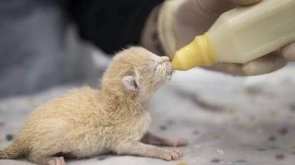 華人注意!紐西蘭動保機構向你求助:在這個夏天成為它們的寄養父母吧 華人注意!紐西蘭動保機構向你求助:在這個夏天成為它們的寄養父母吧