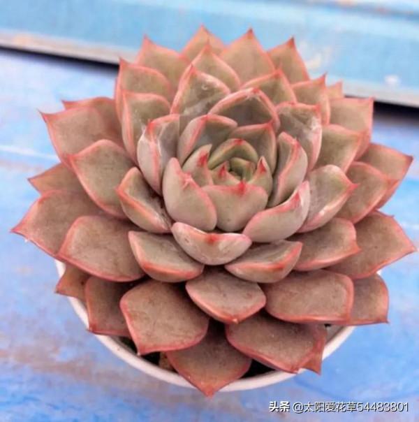 多肉玫瑰夫人這樣養，出狀態才能美若天仙