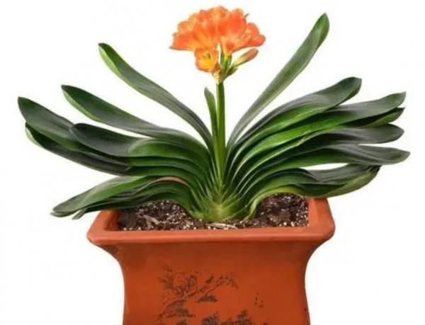 家裡養7種花，清新雅緻又養人，關鍵還好養