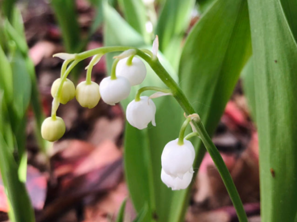4種有毒花,雖然好看,但不能靠近,很危險 4種有毒花,雖然好看,但不能靠近,很危險