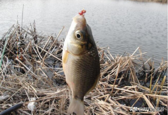 釣魚掌握好這4點“黃金因素”，新老釣友都能提竿到手軟