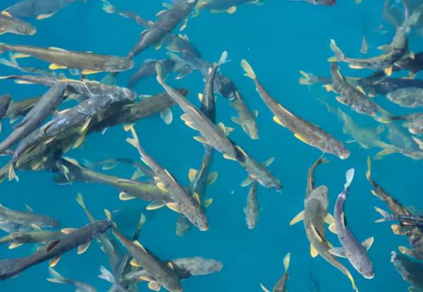 西藏羊湖8億公斤魚類氾濫成災，隨手就可捕撈，為何無人敢吃？