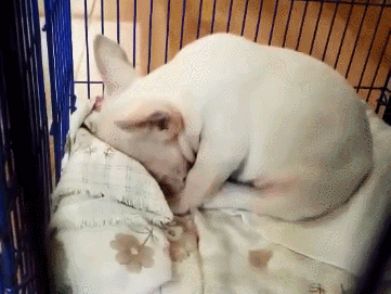 法國鬥牛犬,不要企圖用可愛,掩蓋你的缺點 法國鬥牛犬,不要企圖用可愛,掩蓋你的缺點