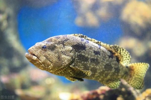 年關臨近，水產品迎來牛市！羅非、石斑、叉尾等全線飄紅，咋回事