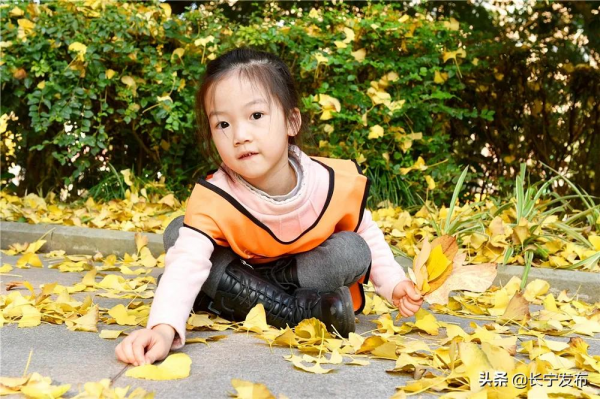 長寧城區銀杏盛開美如畫