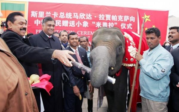 斯里蘭卡內戰，中印之間的隱秘較量，印度損兵折將還賠了總理