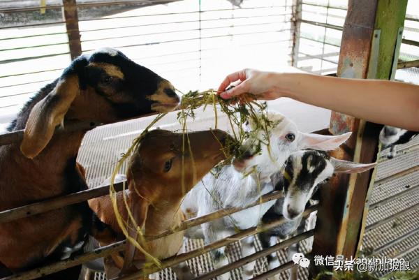 教你如何10元玩轉新加坡