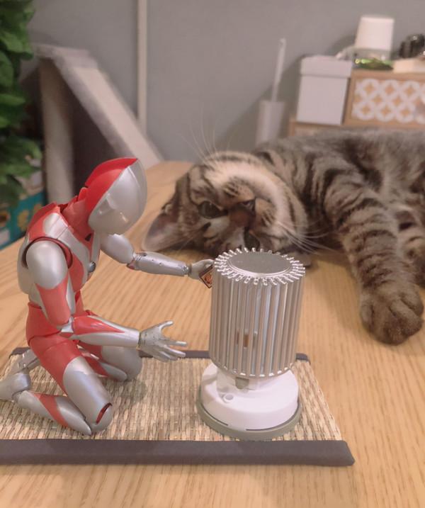 被收養的流浪貓與奧特曼的成長日記，太暖太有愛了