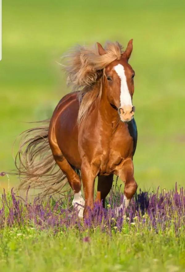 動物與人的年齡關係