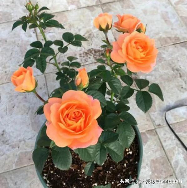 月季果汁陽臺開花香又漂亮,很少生病蟲害,一年四季都開花 月季果汁陽臺開花香又漂亮,很少生病蟲害,一年四季都開花