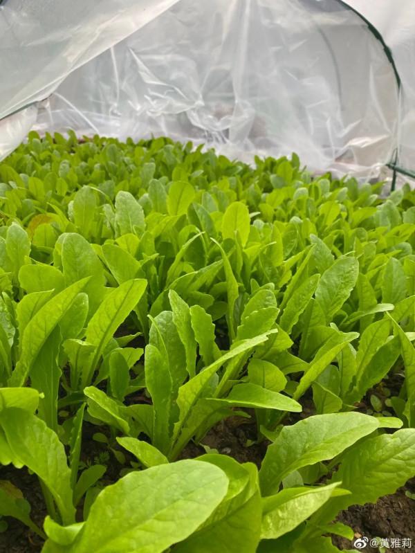 嫁給相戀16年的初戀,32歲黃雅莉活成城市版李子柒:寶藏女孩實錘了 嫁給相戀16年的初戀,32歲黃雅莉活成城市版李子柒:寶藏女孩實錘了