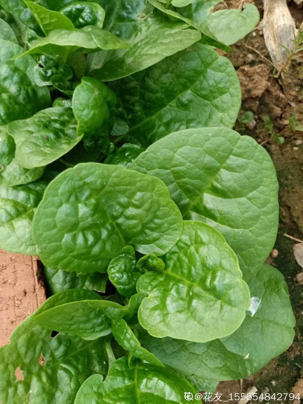 家裡的小陽臺別養花，幾個花盆種點菜，秋天就能吃