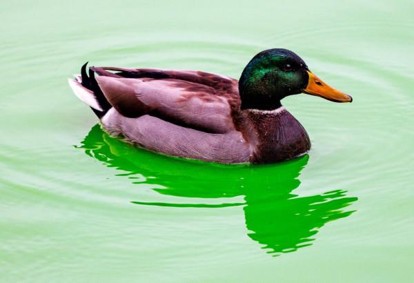 德國基爾供暖管道破裂 水域變成綠色