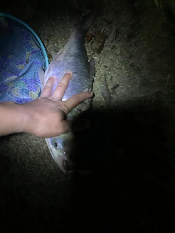 新手溜魚那點事 新手溜魚那點事