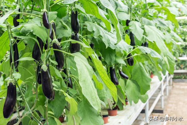 教你配製“萬能肥”，一畝成本只需幾塊錢，蔬菜產量高、病蟲害少